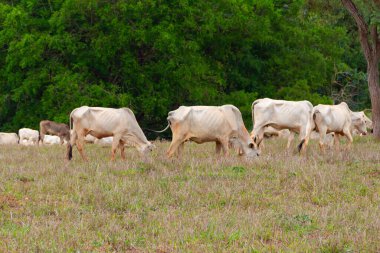 Küçük bir sığır sürüsü, toprakla biraz kirlenmiş, otlakta ot yiyor, arka planda bulanık ağaçlar var..