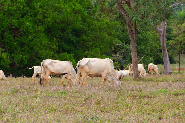 牧草地で草を食べ背景にぼやけた木々と牛の小さな群れは 汚れで少し汚れています — ストック写真