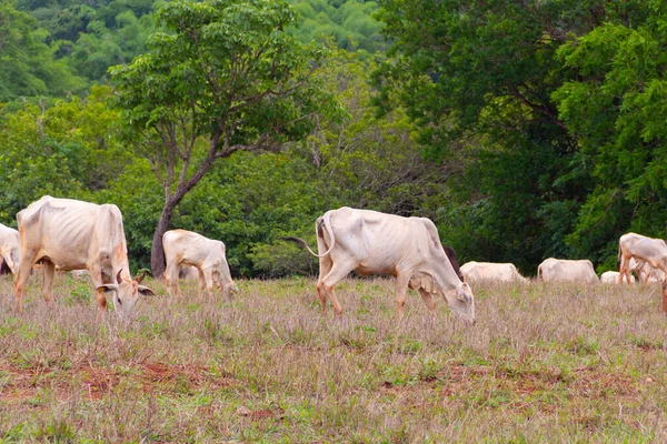 Small Herd Cattle Little Dirty Dirt Pasture Eating Grass Blurred — Stock Photo, Image