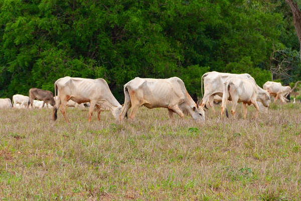 Small Herd Cattle Little Dirty Dirt Pasture Eating Grass Blurred — Stock Photo, Image