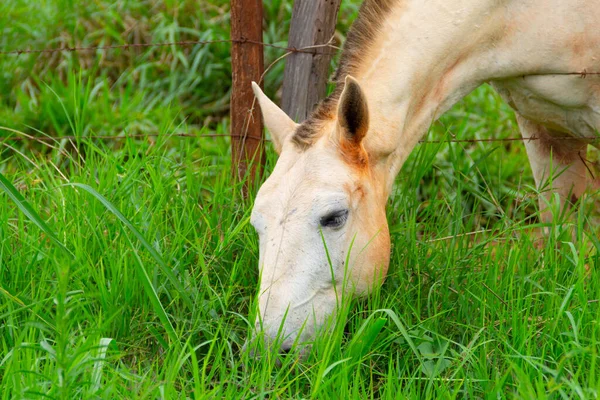 Zbliżenie Twarz Białego Konia Trochę Brudne Brudu Jedzenie Świeżej Trawy — Zdjęcie stockowe