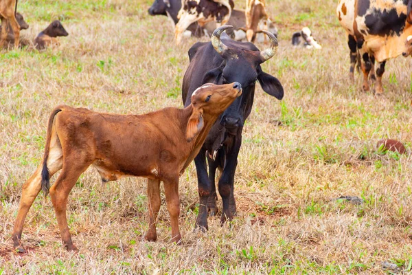 Uma Vaca Preta Junto Com Seu Bezerro Marrom Pasto Com — Fotografia de Stock