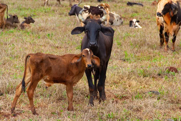 Uma Vaca Preta Junto Com Seu Bezerro Marrom Pasto Com — Fotografia de Stock