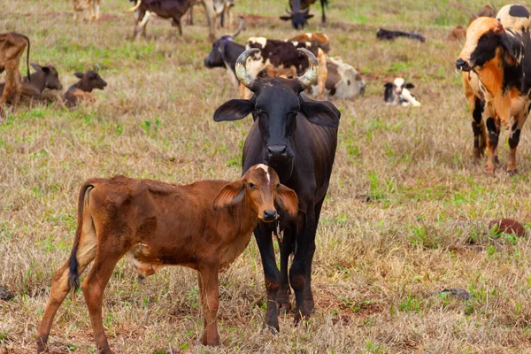 stock image A black cow, along with her brown calf, in the pasture with other animals in the background.