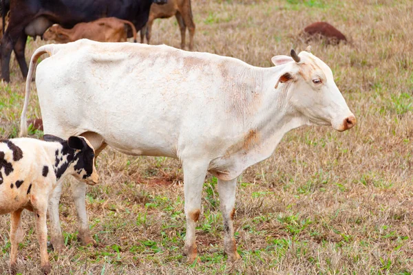 Uma Vaca Branca Com Seu Bezerro Manchado Preto Branco Comendo — Fotografia de Stock