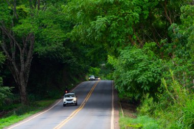 Goias 'ta bazı arabaların gittiği, GO-462 otobanının manzarası. Ağaç tüneli. Goias Yolu.