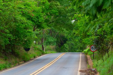 Goias 'ta, GO-462 otobanının manzarası. Ağaç tüneli. Goias Yolu.