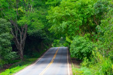 Goias 'ta, GO-462 otobanının manzarası. Ağaç tüneli. Goias Yolu.