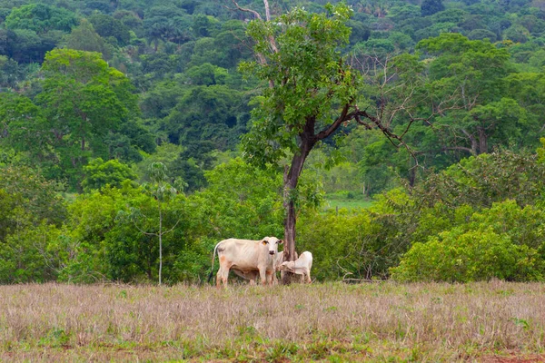 Kráva Lýtkem Pastvině Několika Stromy Pozadí — Stock fotografie