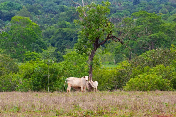 Kráva Lýtkem Pastvině Několika Stromy Pozadí — Stock fotografie