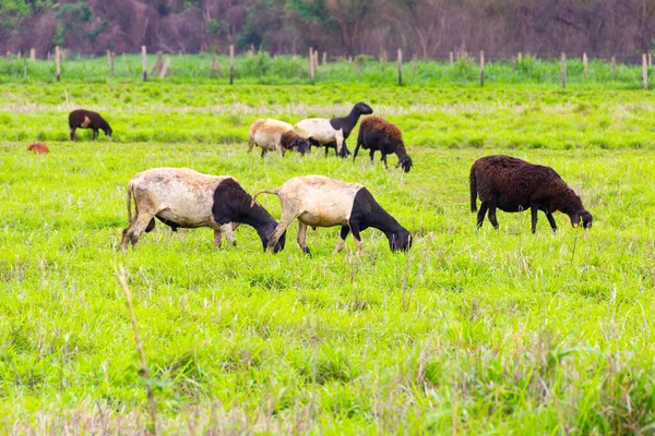 草场上有一小群多帕羊在吃草 — 图库照片