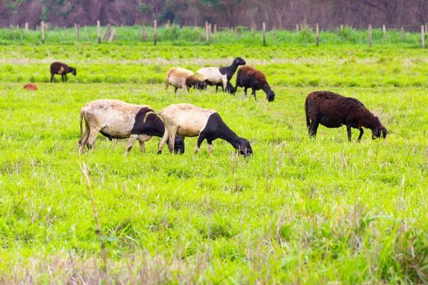 Uma Pequena Manada Ovelhas Dorper Pasto Alimentando Grama — Fotografia de Stock
