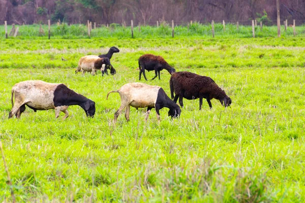 草场上有一小群多帕羊在吃草 — 图库照片