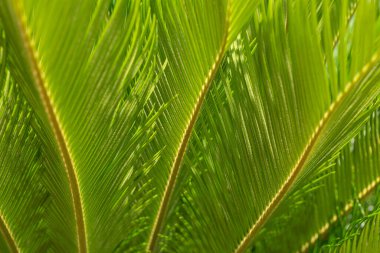  Birçok yaprağın arka planı, tropikal arka plan. Biraz yemyeşil yaprak.