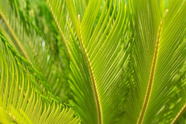  Birçok yaprağın arka planı, tropikal arka plan. Biraz yemyeşil yaprak.