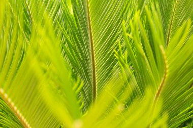  Birçok yaprağın arka planı, tropikal arka plan. Biraz yemyeşil yaprak.
