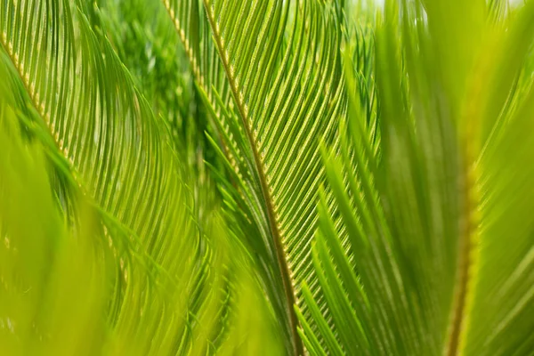 Fundo Muitas Folhas Juntas Fundo Tropical Algumas Folhas Verdes Exuberantes — Fotografia de Stock