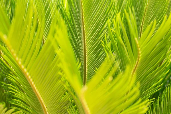 Pozadí Mnoha Listů Pohromadě Tropické Pozadí Nějaké Bujné Zelené Listy — Stock fotografie