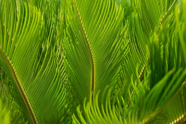 Фон Многих Листьев Вместе Тропический Фон Некоторые Пышные Зеленые Листья — стоковое фото