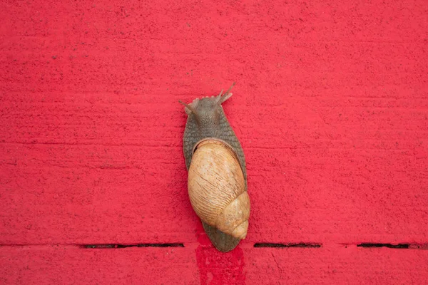 Egy Óriás Csiga Sétál Vörös Festett Betonjárdán — Stock Fotó