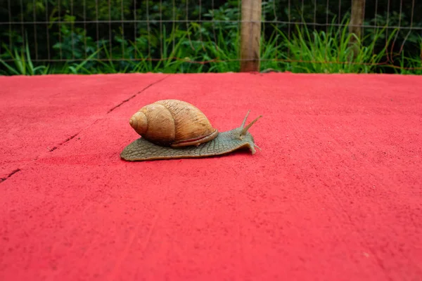 Giant Snail Walking Concrete Sidewalk Painted Red Blurred Grass Background — Stock Photo, Image