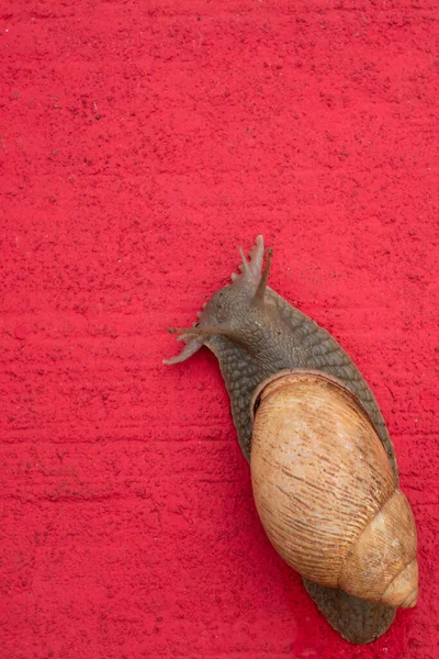 Giant Snail Walking Red Painted Concrete Walkway — Stock Photo, Image