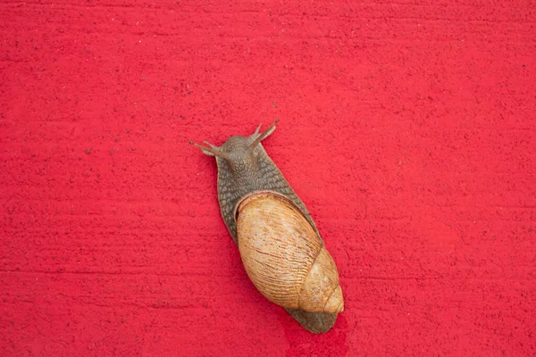 Escargot Géant Marchant Long Une Passerelle Béton Peint Rouge — Photo