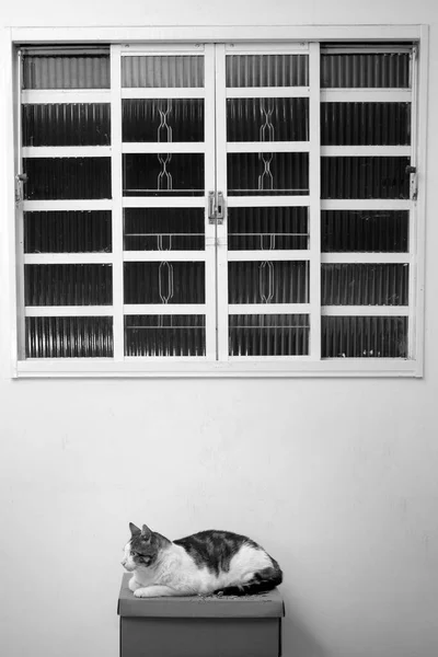 一只胖胖的猫躺在窗下的纸板箱上 — 图库照片