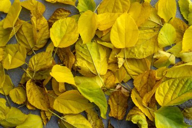 Bir sürü düşmüş sarı yaprak, tüm zemini kaplıyor..