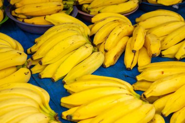 Several bunches of bananas arranged, on display for sale at a fair.