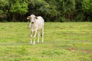  A young white calf in a fresh green pasture on a ranch.
