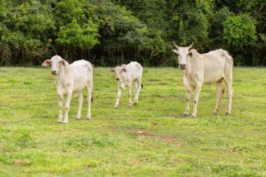 A small herd of white cattle in a fresh green pasture on a ranch.
