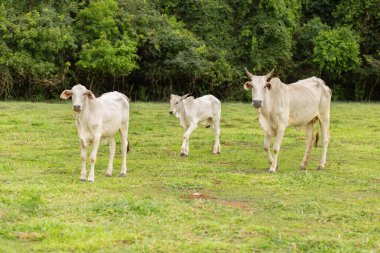 A small herd of white cattle in a fresh green pasture on a ranch.
