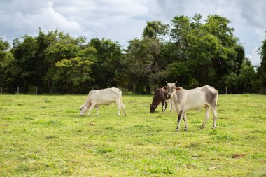 A few cows feeding in the fresh green pasture on a cloudy, sunless day.
