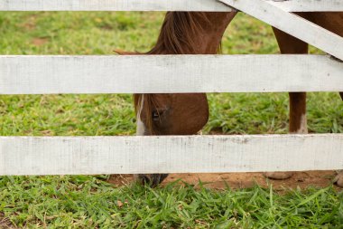 A horse eating grass behind a white picket fence in a ranch pasture on a clear day.