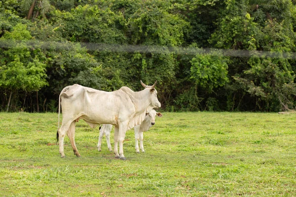 A white cow along with her calf in a fresh green pasture on a ranch.
