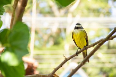 Pitangus sülfür. Böğürtlen ağacının dalında bir kuş.