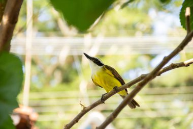 Pitangus sülfür. Böğürtlen ağacının dalında bir kuş.