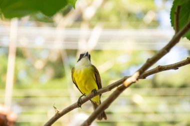 Pitangus sülfür. Böğürtlen ağacının dalında bir kuş.
