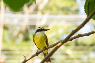 Pitangus sülfür. Böğürtlen ağacının dalında bir kuş.
