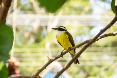 Pitangus sülfür. Böğürtlen ağacının dalında bir kuş.