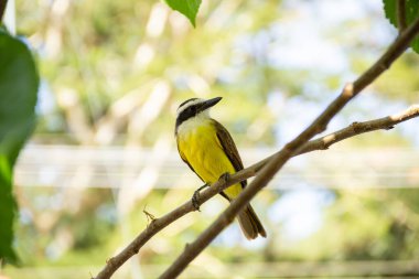 Pitangus sülfür. Böğürtlen ağacının dalında bir kuş.
