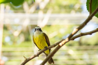 Pitangus sülfür. Böğürtlen ağacının dalında bir kuş.