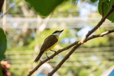 Pitangus sülfür. Böğürtlen ağacının dalında bir kuş.