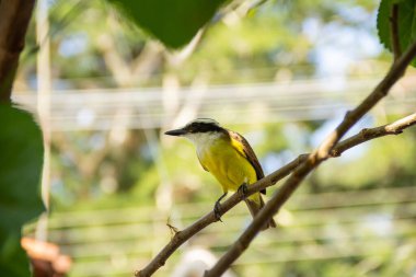Pitangus sülfür. Böğürtlen ağacının dalında bir kuş.