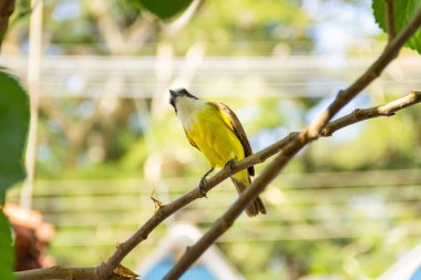 Pitangus sülfür. Böğürtlen ağacının dalında bir kuş.