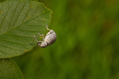 Cydianerus latruncularius, coleptera. A white beetle walking along the edge of a green leaf.