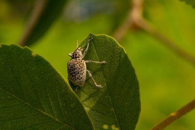 Cydianerus latruncularius, coleptera. A white beetle walking on a green leaf.