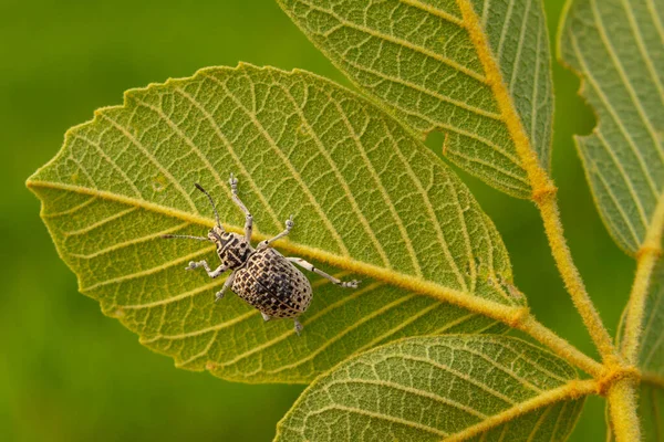 Cydianerus latruncularius, coleptera. A white beetle walking behind a green leaf.