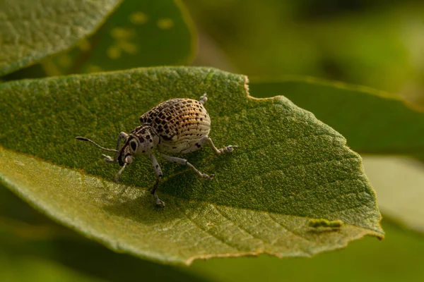 Cydianerus latruncularius, coleptera. A white beetle walking on a green leaf.